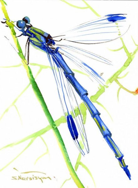 Акварельная Стрекоза на прозрачном фоне