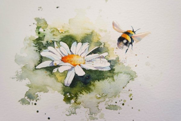 Рисуем ромашки акварелью