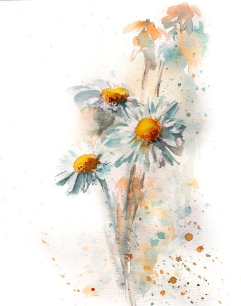 Ромашки акварелью для начинающих