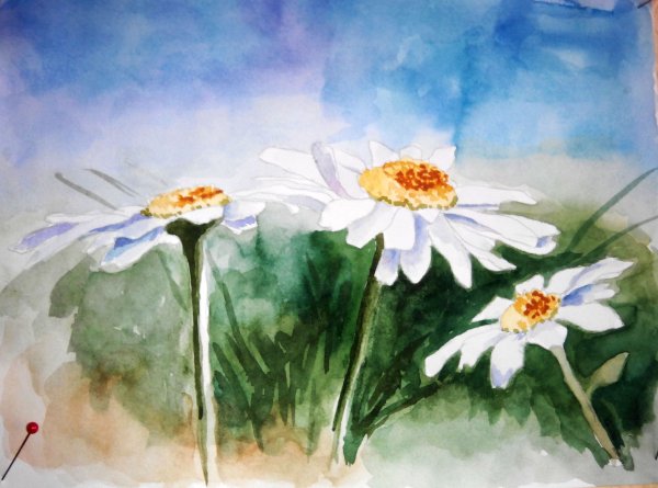 Акварель ромашки