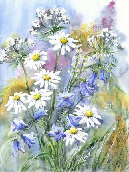 Зарисовки ромашек акварелью