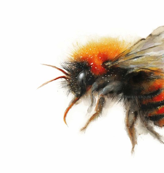 Акварельный Шмель