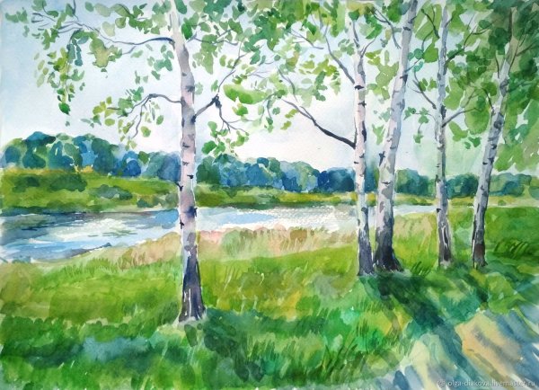 Береза рисунок