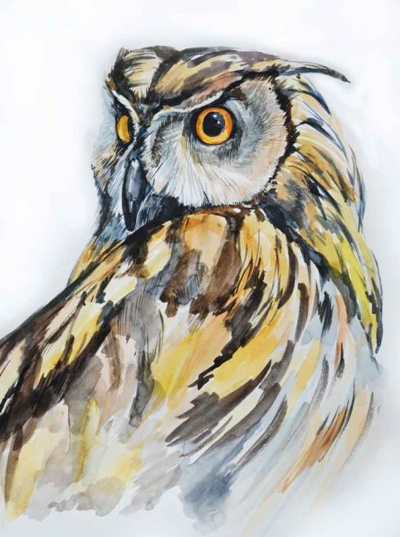 Сова акварелью