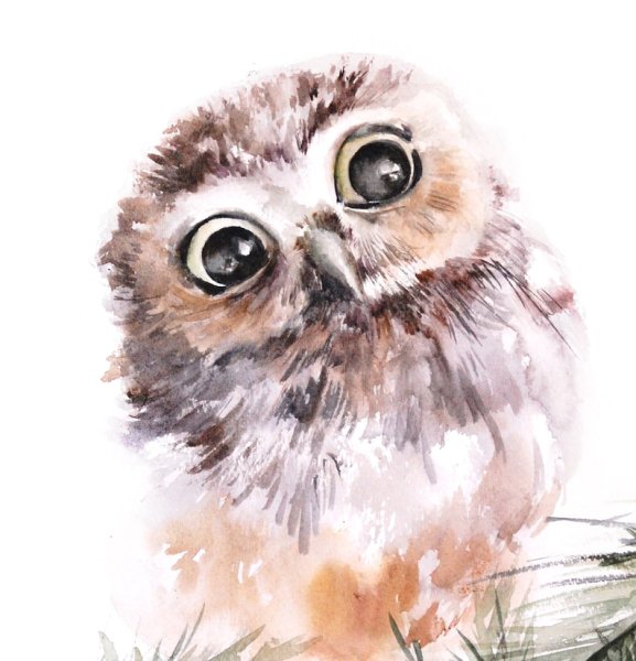 Совенок акварель