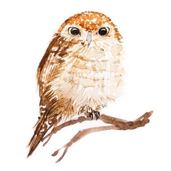 Совушки акварелью