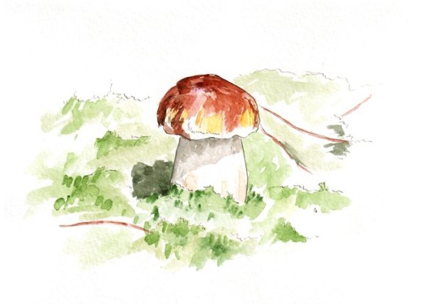Акварельные грибочки
