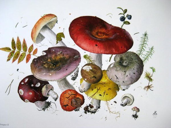 Александр Вязьменский Ботаническая живопись