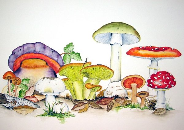 Грибы акварелью Эстетика