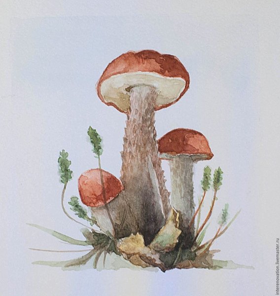 Подберезовик гриб рисунок