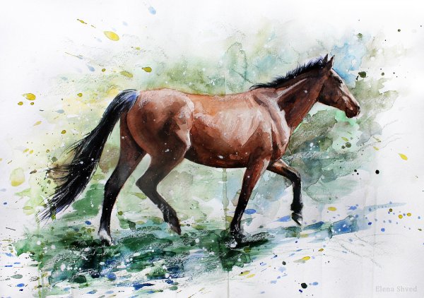 Лошади в акварельных рисунках Елены Швец