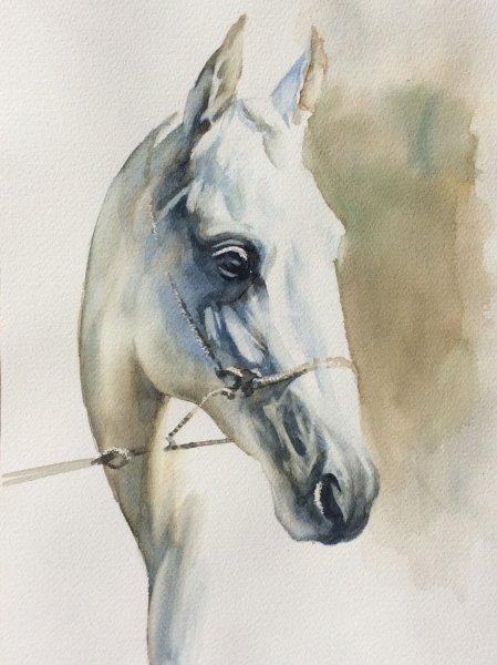 Ахалтекинская лошадь акварелью