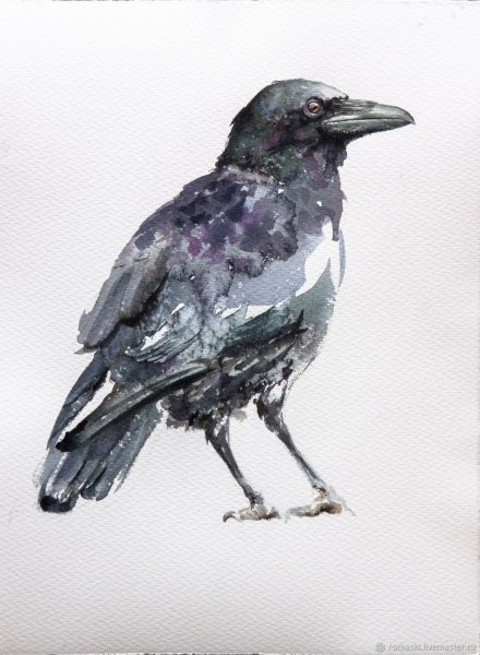 Ворон акварелью