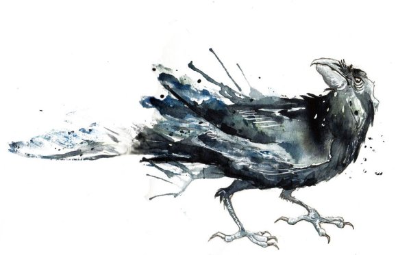 Ворон акварель эскиз