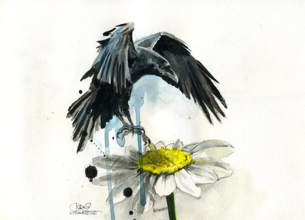 Ворона с ромашкой