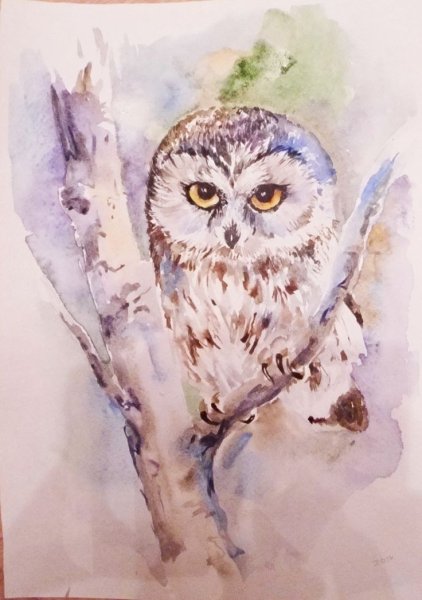 Сова пастелью