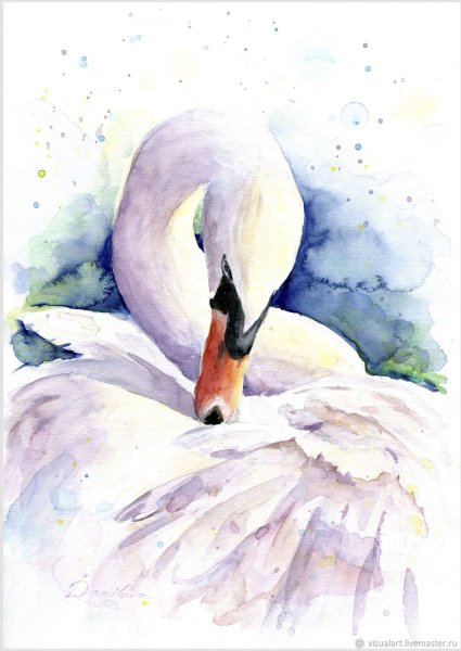 Черный лебедь акварелью