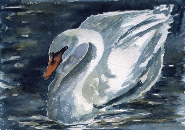 Лебеди акварелью