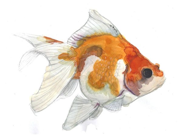 Золотая рыбка акварель