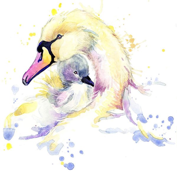 Лебеди рисунок акварелью