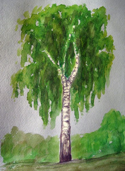 Рисование берёзы красками