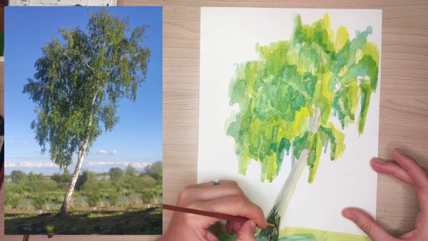 Береза акварелью пленэр