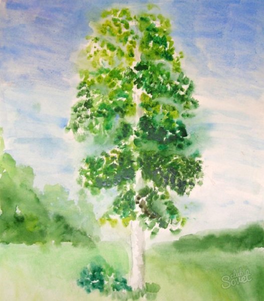 Береза рисунок