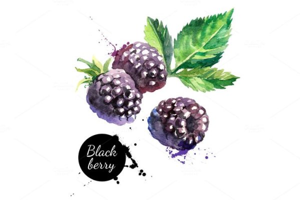 Ежевика акварель