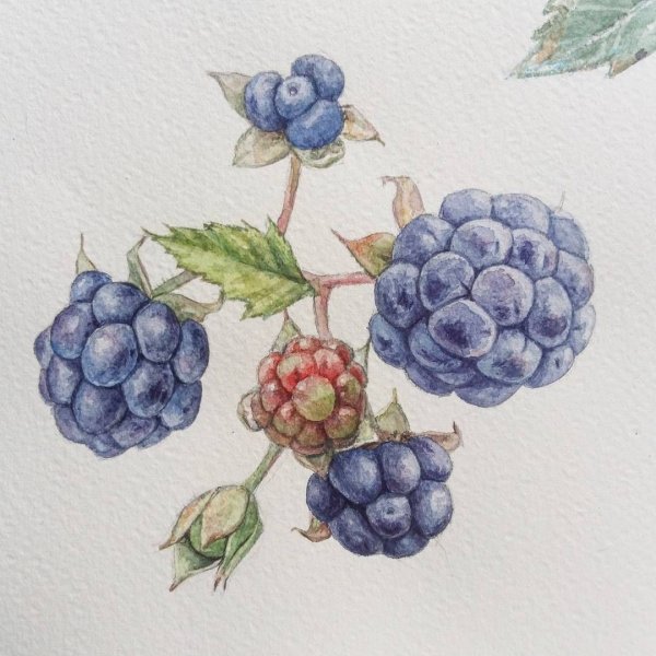 Ботанические иллюстрации ежевика сизая