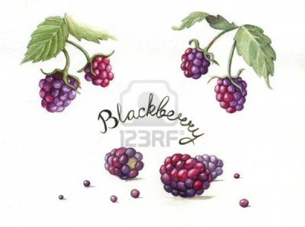 Ежевика и брызги рисунок