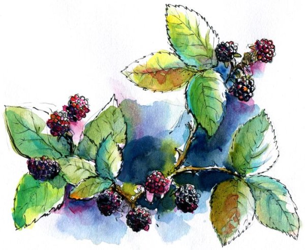 Кустарники акварелью