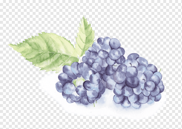 Ежевика акварель