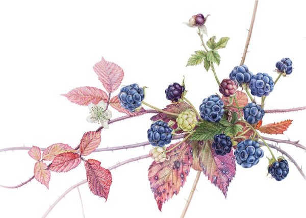 Ежевика Ботаническая иллюстрация