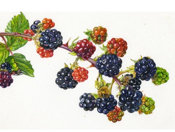 Нарисовать куст ежевики