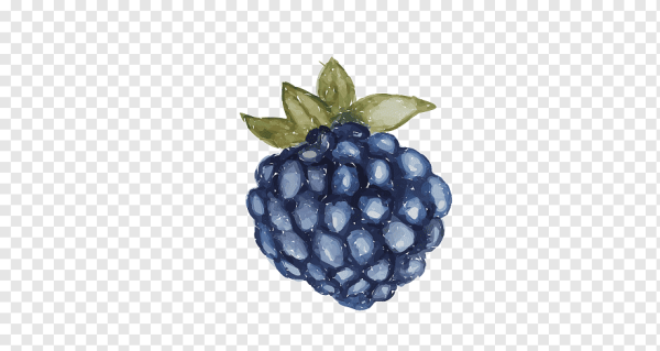 Ягодки ежевики акварель