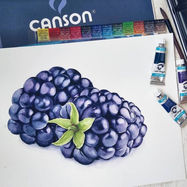 Ежевика акварель