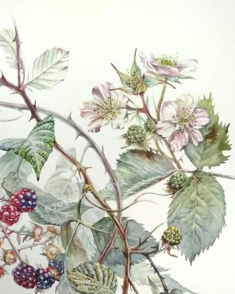 Ежевичная акварель