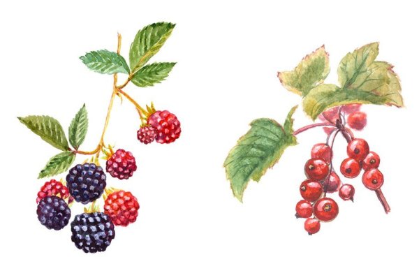 Ягоды ежевики акварель