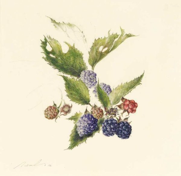 Ежевика Ботаническая иллюстрация