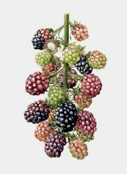 Ботанические иллюстрации Elaine Searle