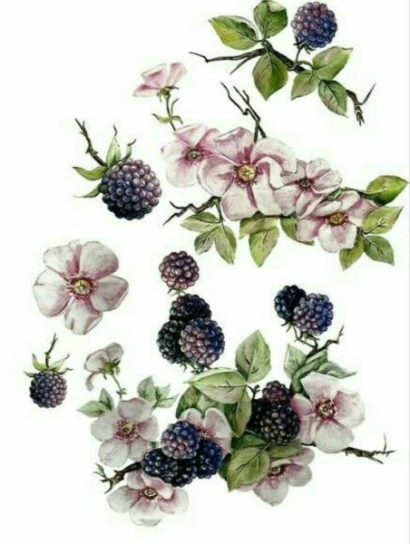 Ежевика Ботаническая иллюстрация