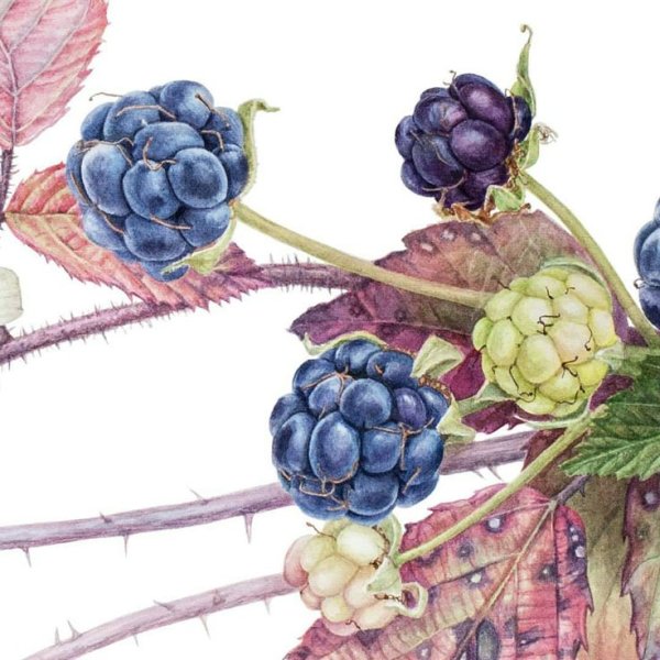 Ягоды акварелью