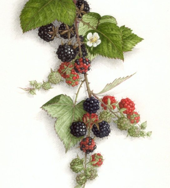 Ежевика ботаника