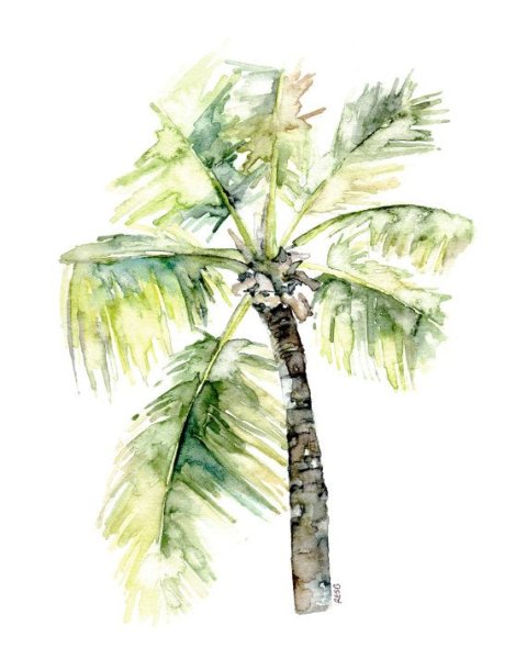 Пальма рисунок акварелью