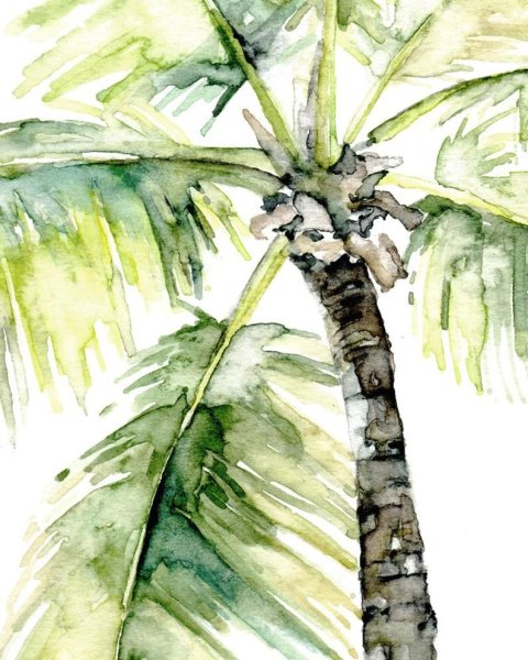 Пальма акварель