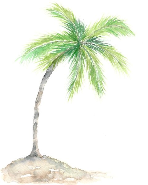 Пальма акварель