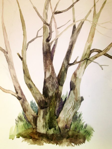 Этюд акварель derevo