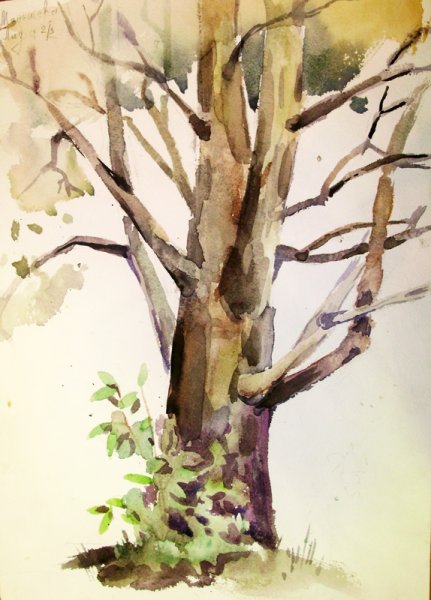 Деревья пленэр кора