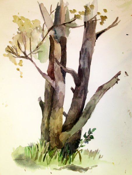 Этюд деревьев пленэр