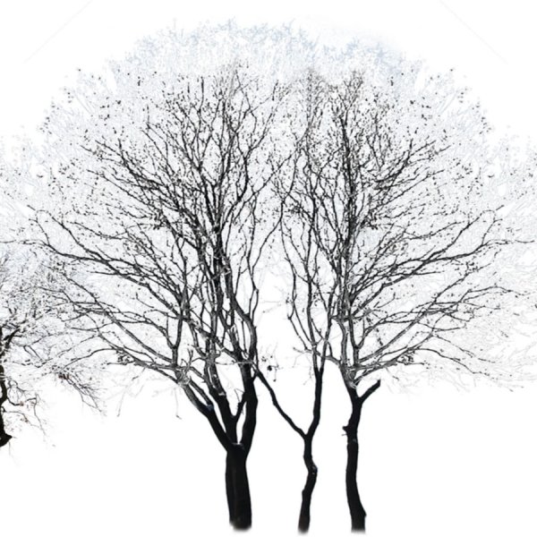 Силуэты деревьев зимой